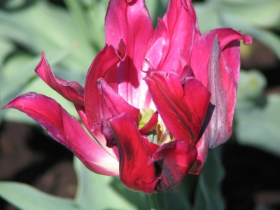 Tulpen im Keukenhof