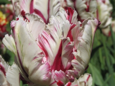 Tulpen im Keukenhof