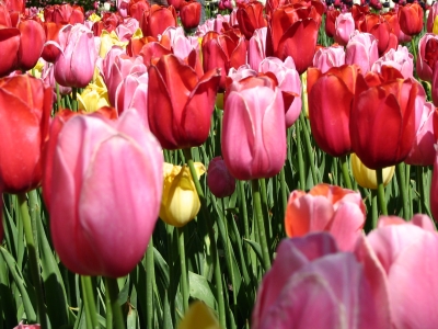 Tulpen im Keukenhof