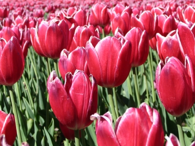 Tulpen im Keukenhof