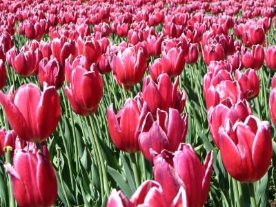 Tulpen im Keukenhof