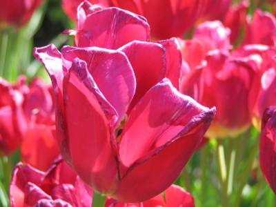 Tulpen im Keukenhof