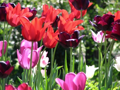 Tulpen im Keukenhof