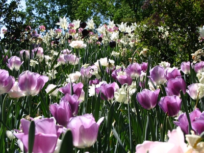 Tulpen im Keukenhof