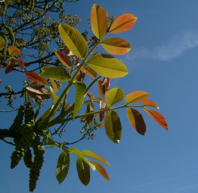 Der Walnussbaum blüht