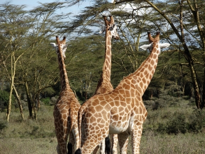 3-köpfige Giraffe
