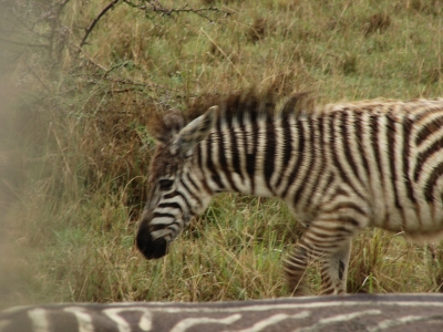 Zebra auf Zebrastreifen