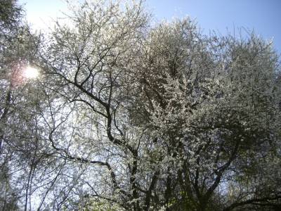 Blühende Bäume im Frühling