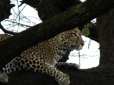Leopard auf im Baum