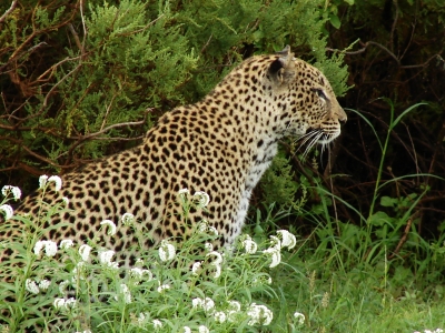 Leopard in Blumenwiese