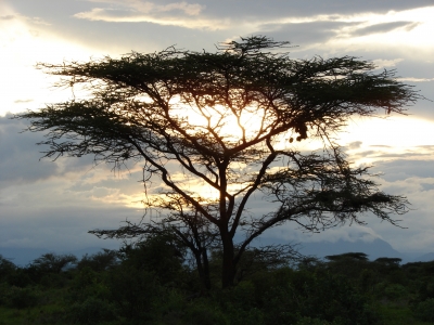 Schirmakazie im Samburu Nationalpark