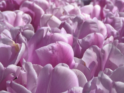 Tulpen im Keukenhof