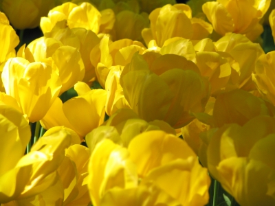 Tulpen im Keukenhof