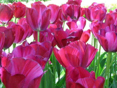 Tulpen im Keukenhof