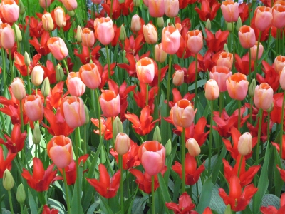 Tulpen im Keukenhof