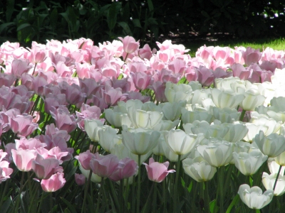 Tulpen im Keukenhof