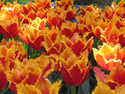 Tulpen im Keukenhof