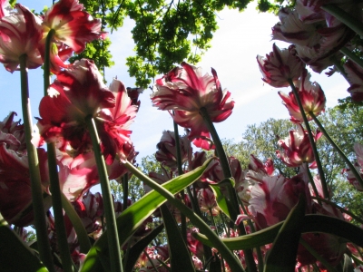 Tulpen im Keukenhof