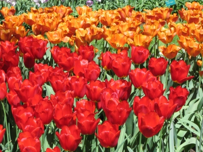 Tulpen im Keukenhof