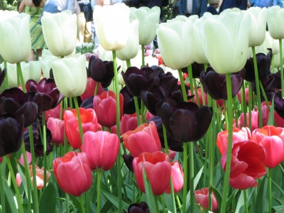 Tulpen im Keukenhof