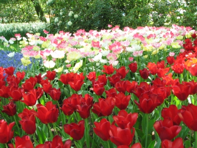 Tulpen im Keukenhof