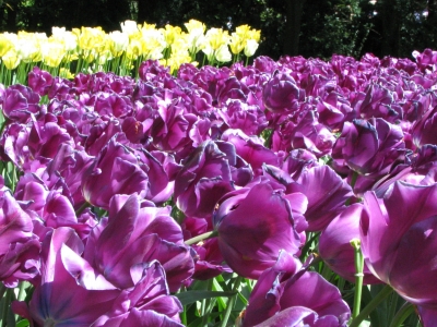 Tulpen im Keukenhof