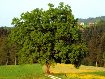 Baum am Rapsfeld