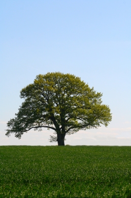 Ein Baum im Frühjahr