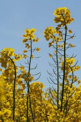 Raps in voller Blüte