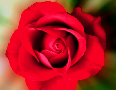 Rose für die Dame