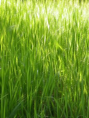 hohes Gras
