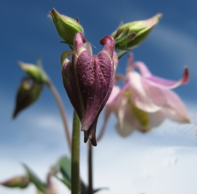 Blüte der Akelei vor der Entfaltung