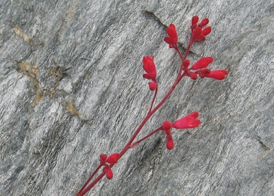 Rote Blüte vor Stein