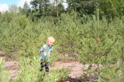 Mama, das wird mein Weihnachtsbaum!!!