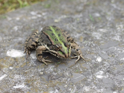 Frosch