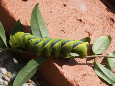 I werd a wunderschöner Schmetterling