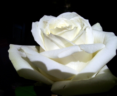 Weiße Rose 1