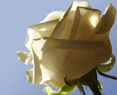 Weiße Rose 3