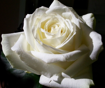Weiße Rose 4