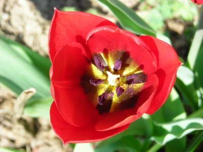 rote tulpe