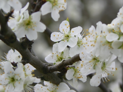 Kirschblüten