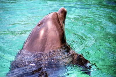 Ein Delfin zum streicheln und schwimmen