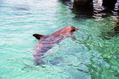 Ein Delfin zum streicheln