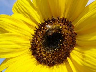 Biene besucht Sonnenblume