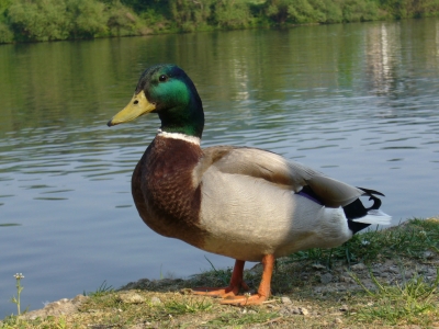 Ente