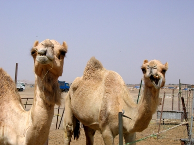 Kamele in Al-Ain