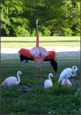 Überheblicher Flamingo