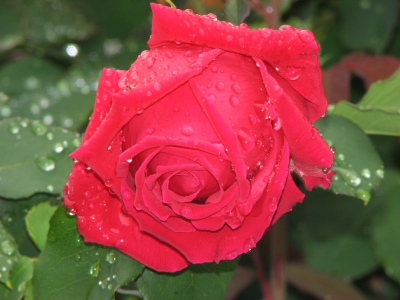 Wassertropfen auf einer  Rose