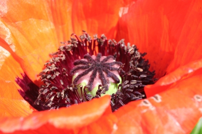 Staubgefäße einer Mohnblume