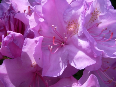 Rhododendronblüte